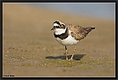 Kleine Plevier, Little Ringed Plover, Charadrius dubius Location: Wierden, the Netherlands kleine plevier MG 6537 kopie